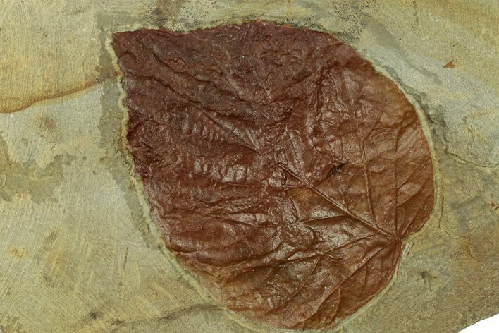 Fossil Leaf (Davidia) - Montana #269356